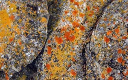 Foto van korstmos op gesteente.