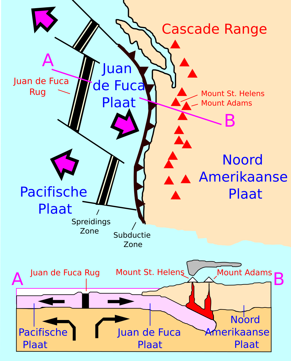 Illustratie toont de relatie tussen de platentektoniek in het Cascadegebergte en de vulkaan Mount St. Helens. De illustratie toont dat subductie van de oceanische plaat onder de continentale plaat de vulkaan Mount St. Helens heeft veroorzaakt.