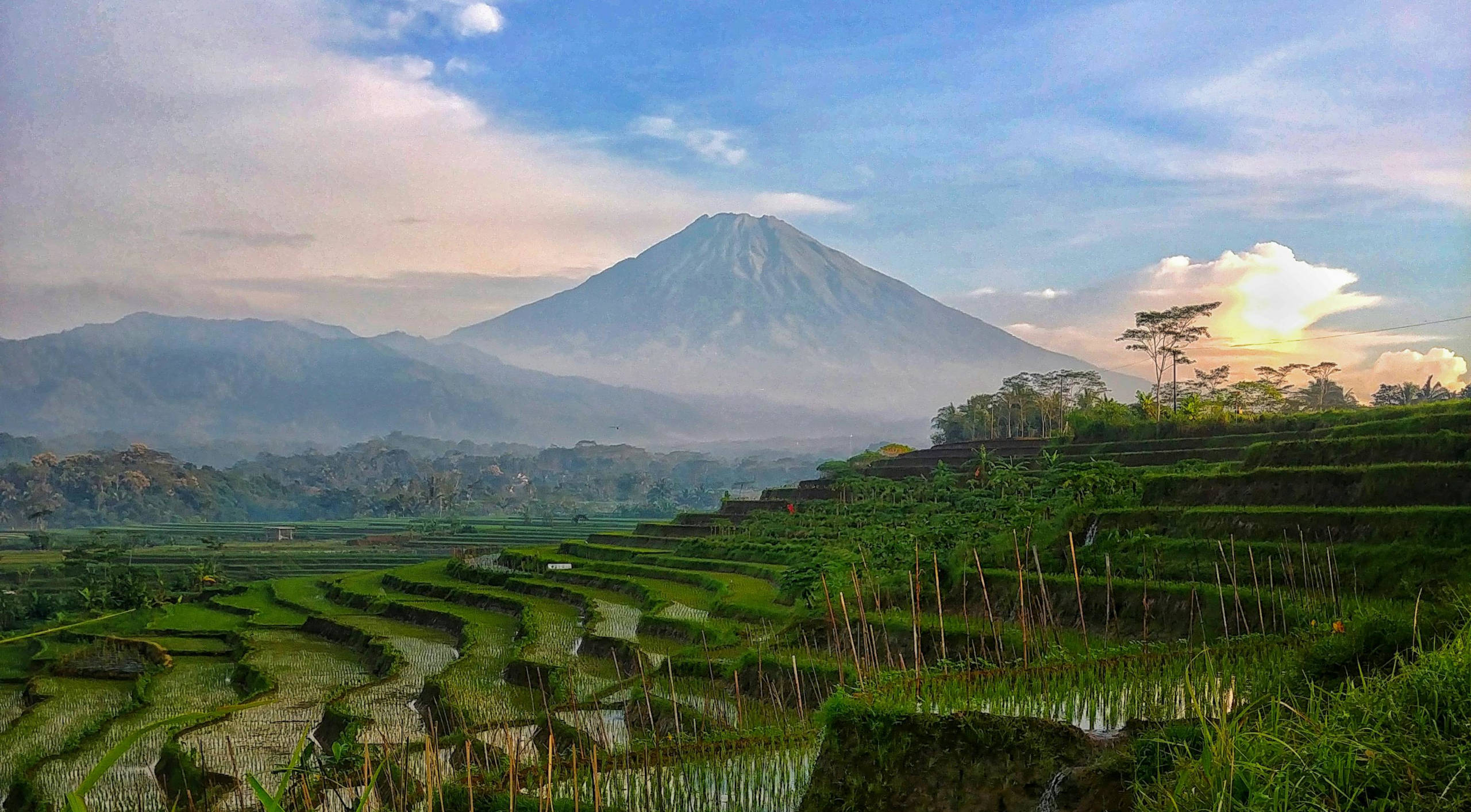 Rijstvelden voor vulkaan in Centraal-Java, Indonesië.